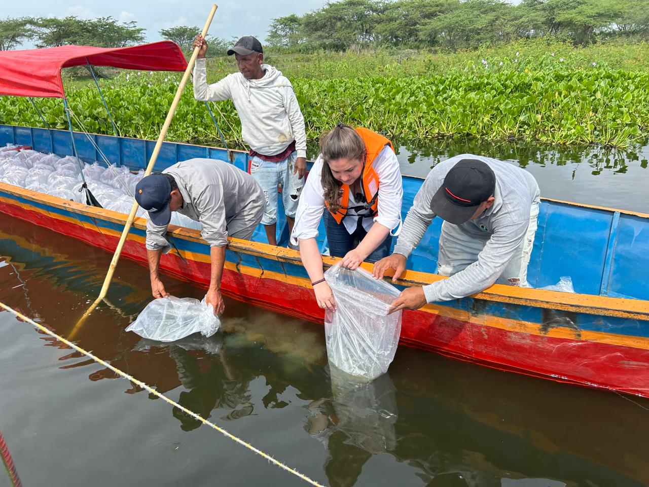 Siembra  de alevinos en Cerro de San Antonio/ Cortesía