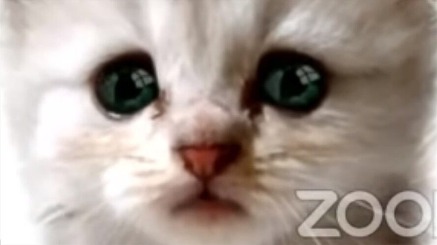 Un abogado sufrió con el filtro de un gato en medio de una audiencia. Foto: 394th District Court of Texas - Live Stream