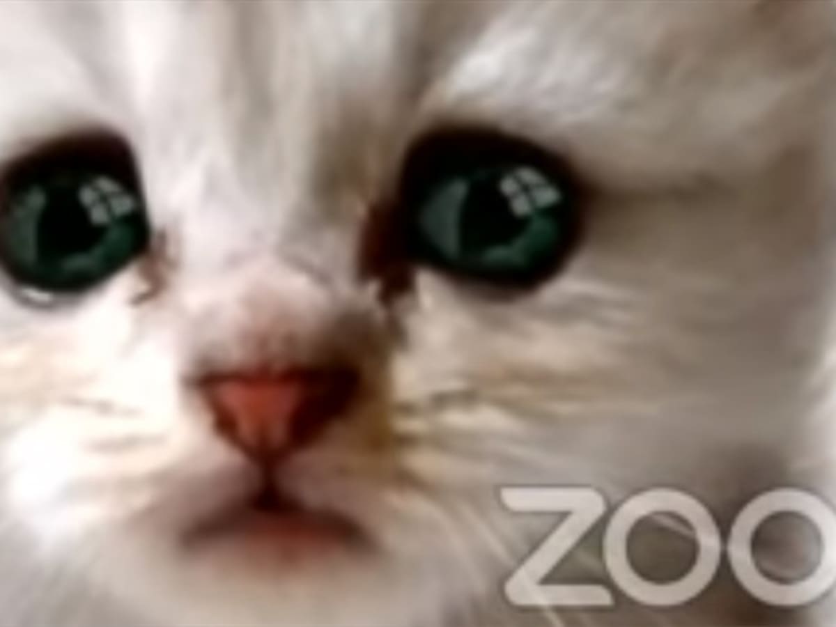 ¿Por qué es tan difícil encontrar el filtro del gato en Zoom?