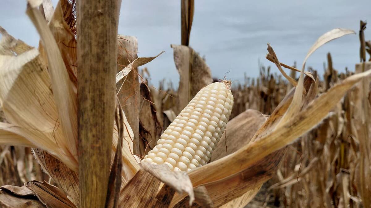 “Estamos trabajando a pérdidas”: productor de maíz en Córdoba