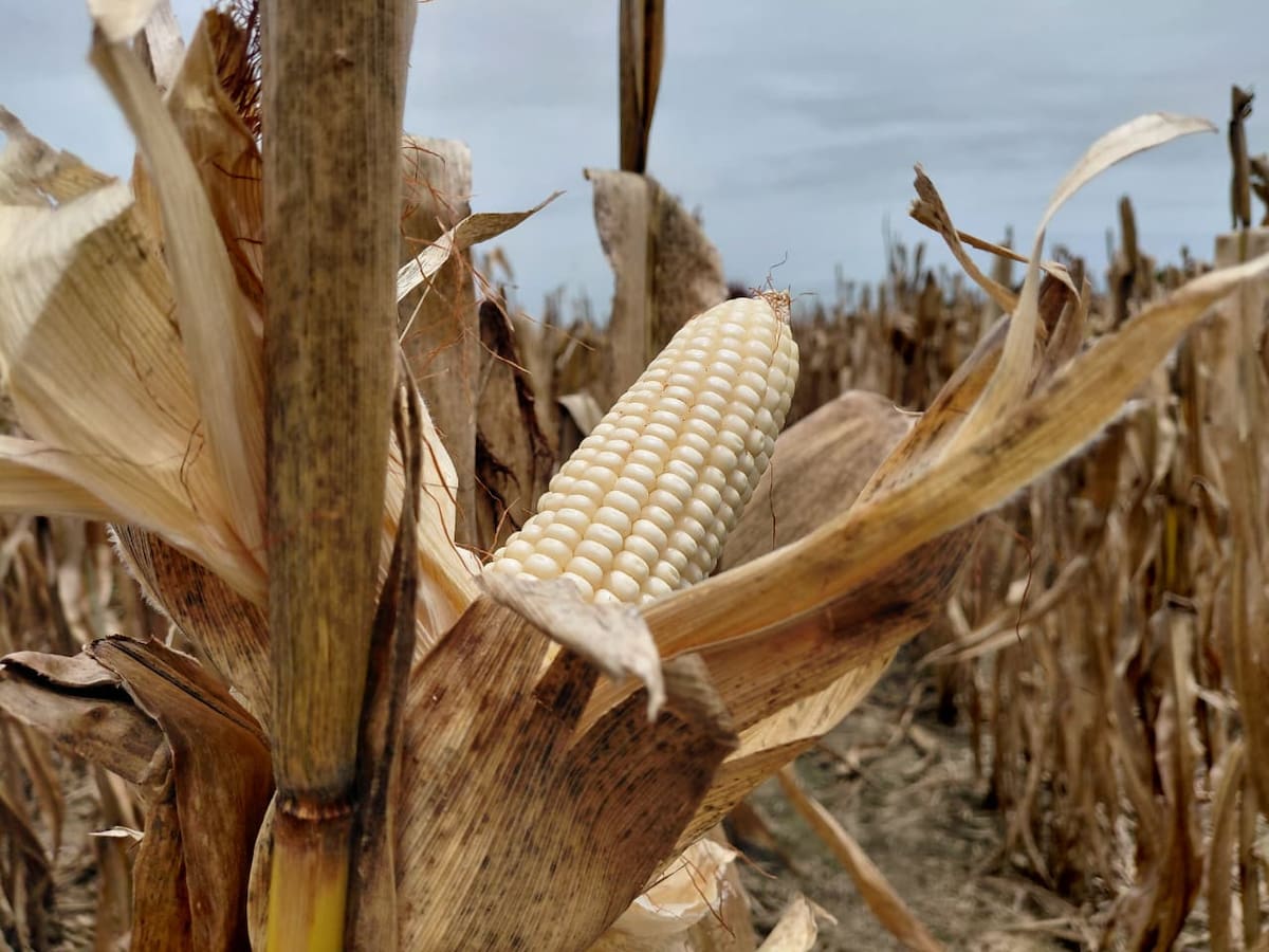 “Estamos trabajando a pérdidas”: productor de maíz en Córdoba