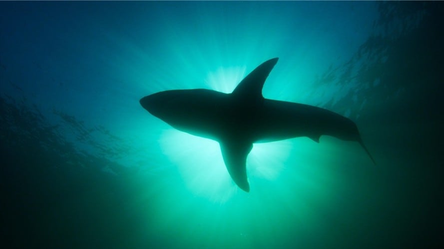 Una turista alemana desaparece en aguas de Bahamas tras ser atacada por un tiburón/ Imagen de referencia. Foto: Colprensa
