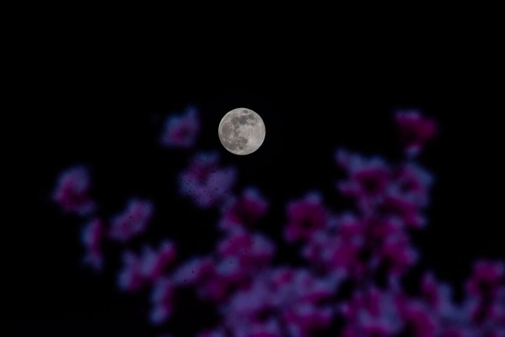 Imagen de referencia de Luna de flores. Foto: Getty Images.
