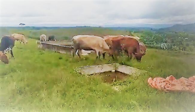 En la finca se obstaculizan labores de ganadería y porcicultura. Crédito: Alcaldía de Caldono.