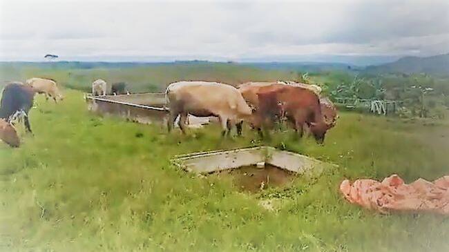 En la finca se obstaculizan labores de ganadería y porcicultura. Crédito: Alcaldía de Caldono.