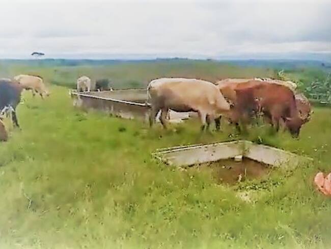 En la finca se obstaculizan labores de ganadería y porcicultura. Crédito: Alcaldía de Caldono.