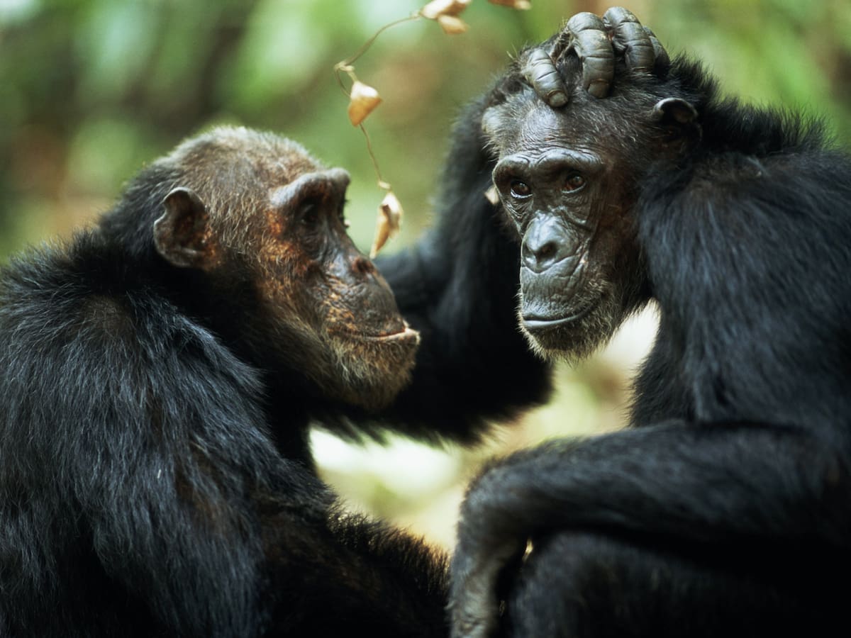 Diferencias entre monos y primates: no son la misma especie