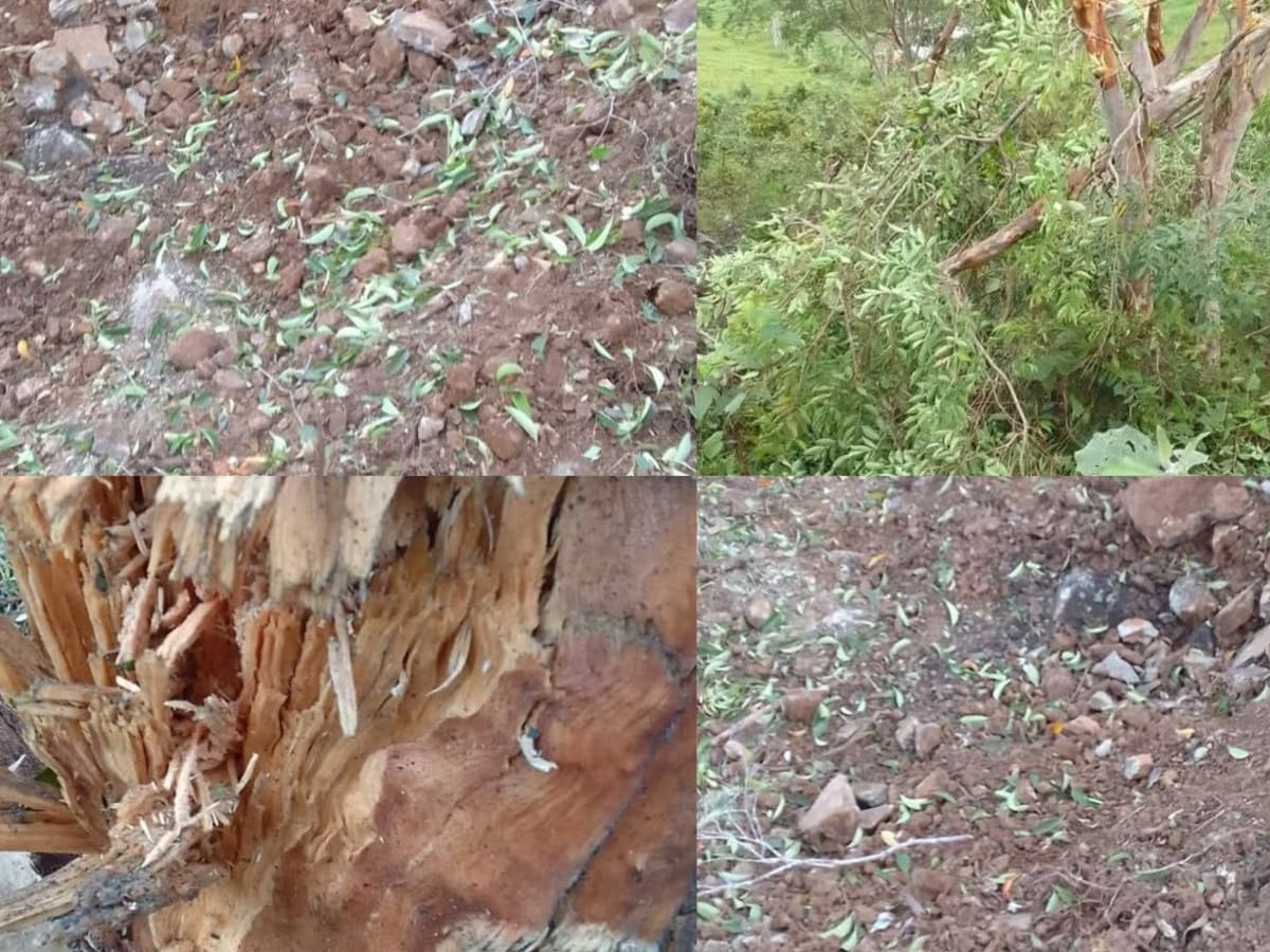 Comunidad de zona rural de Hacarí reportó afectaciones en sus cultivos por explosiones