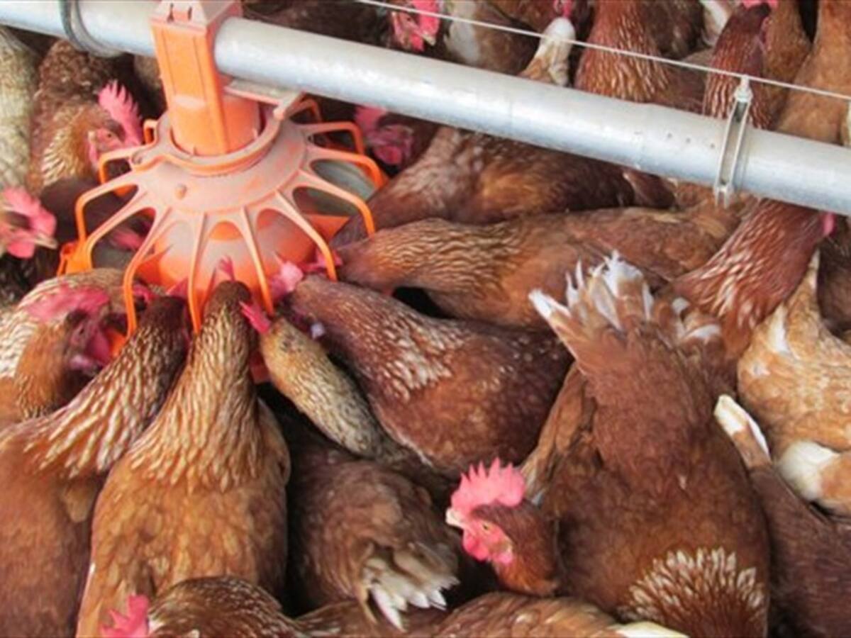 ¿Cómo se han visto afectados los avicultores por el cierre de la vía Panamericana?