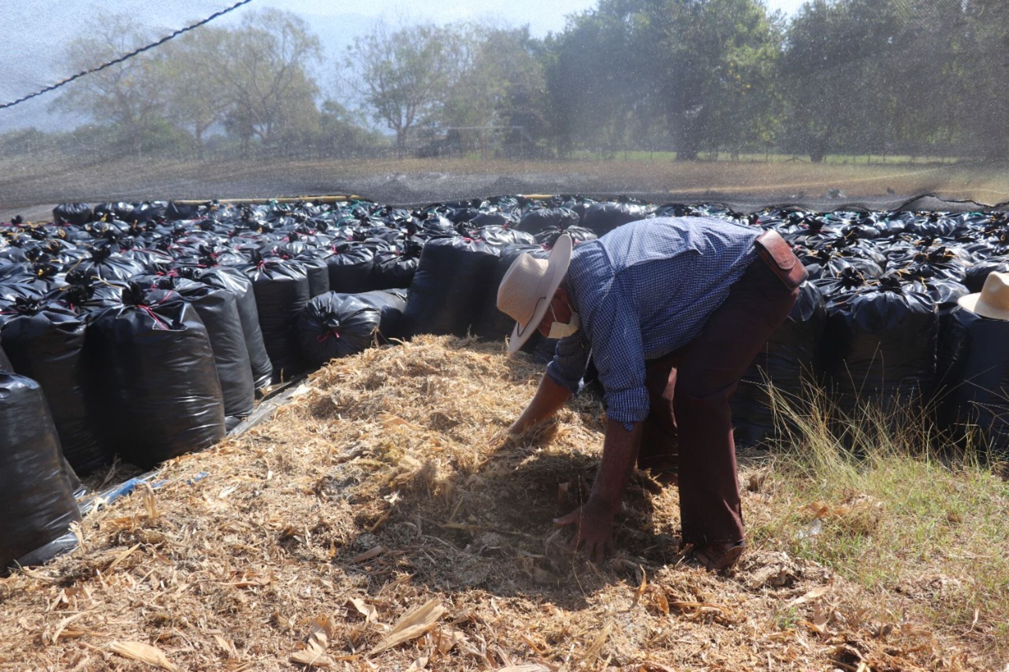 Las entregas comenzarán a partir del 19 de diciembre/ Agrosavia 
