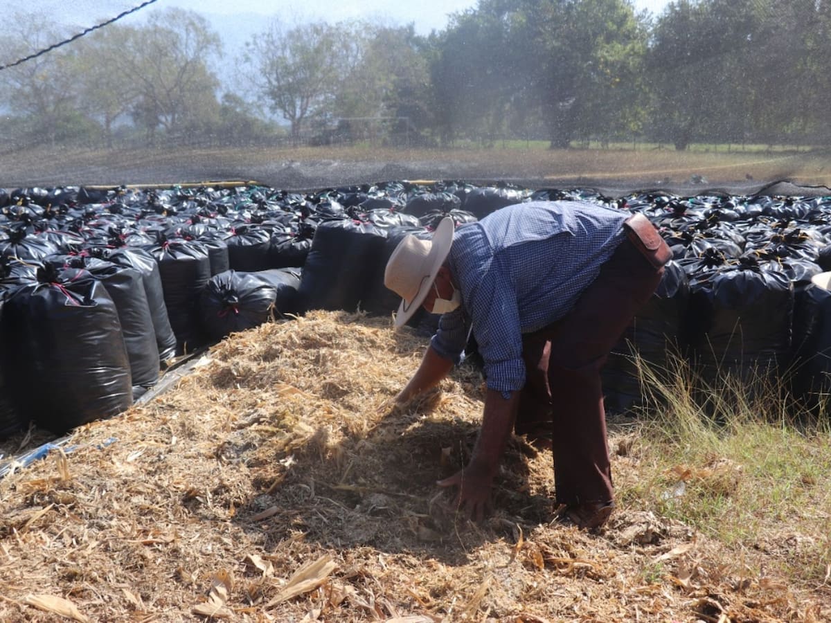 120 toneladas de silo entregarán a ganaderos del Magdalena afectados por el invierno