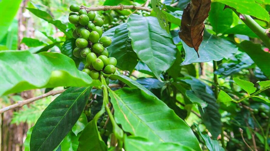 Control fitosanitario a importaciones de café verde. Foto: Getty Images