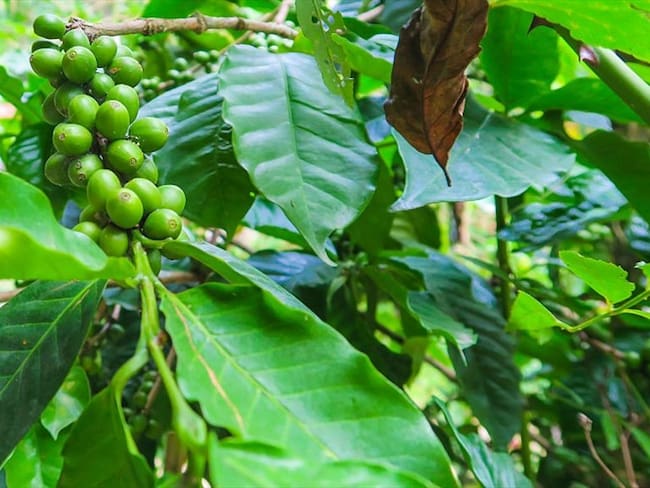 Control fitosanitario a importaciones de café verde. Foto: Getty Images