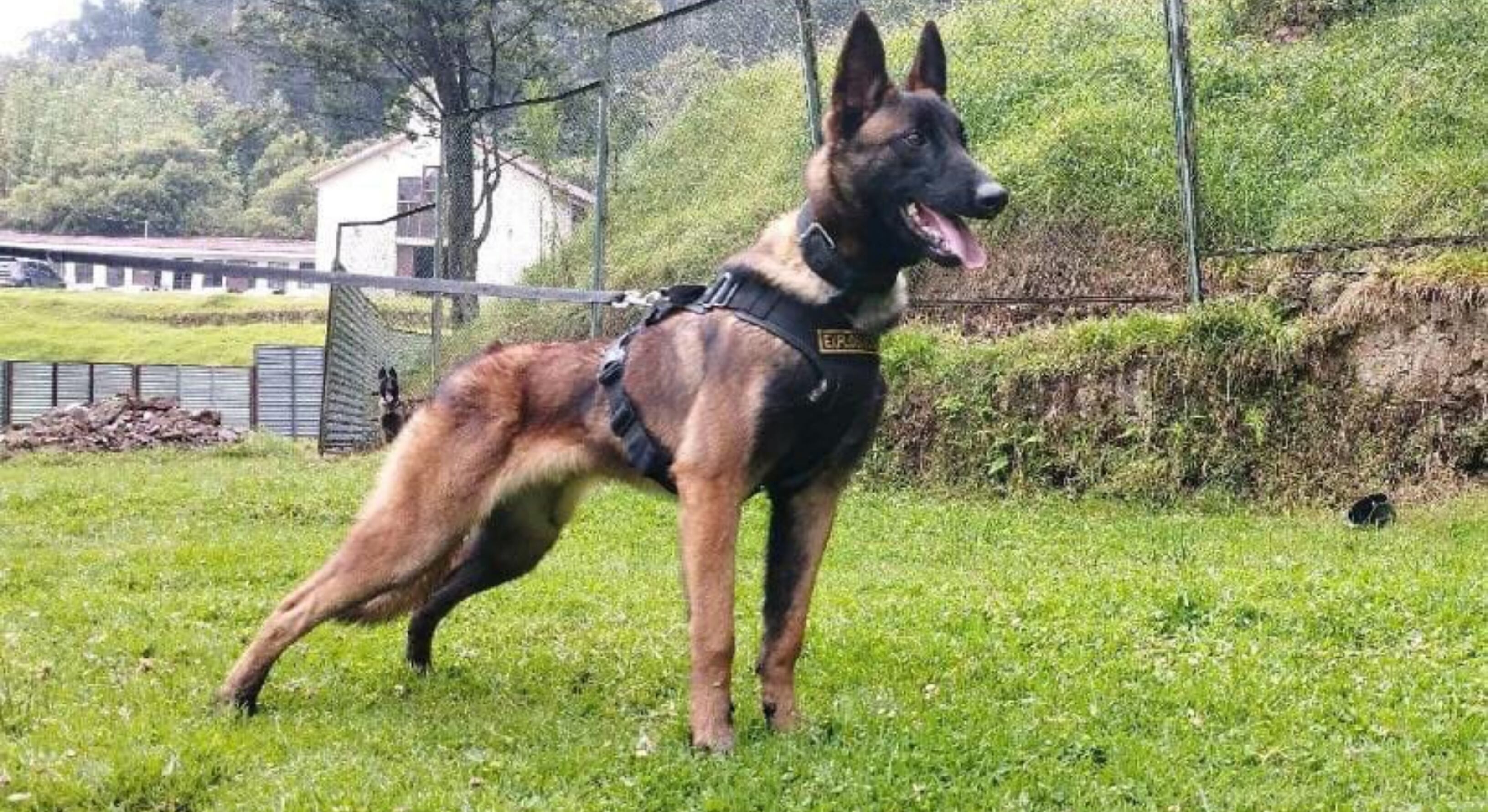 Perro Wilson, de raza pastor belga. Foto: Fuerzas Militares
