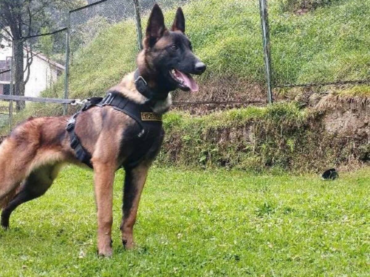 “Un comando nunca deja a nadie atrás”: FF.MM. seguirán buscando a Wilson