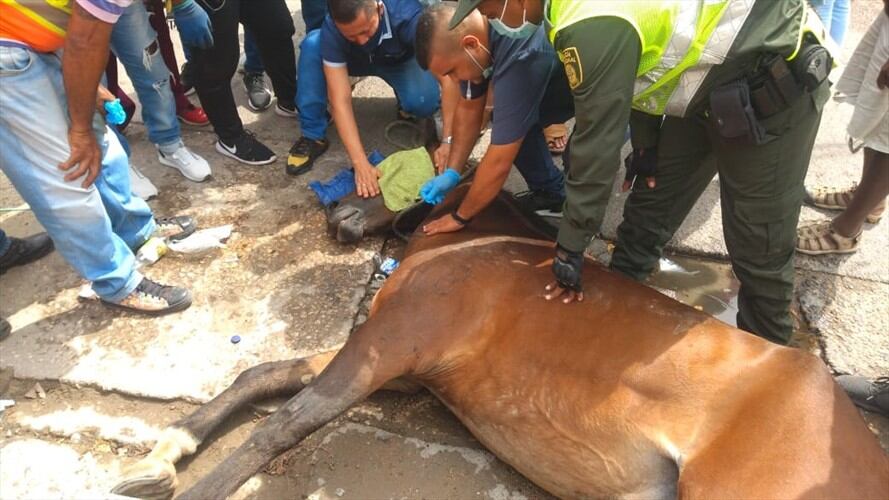 El animal se desplomó en una vía del barrio La Candelaria.. Foto: Cortesía