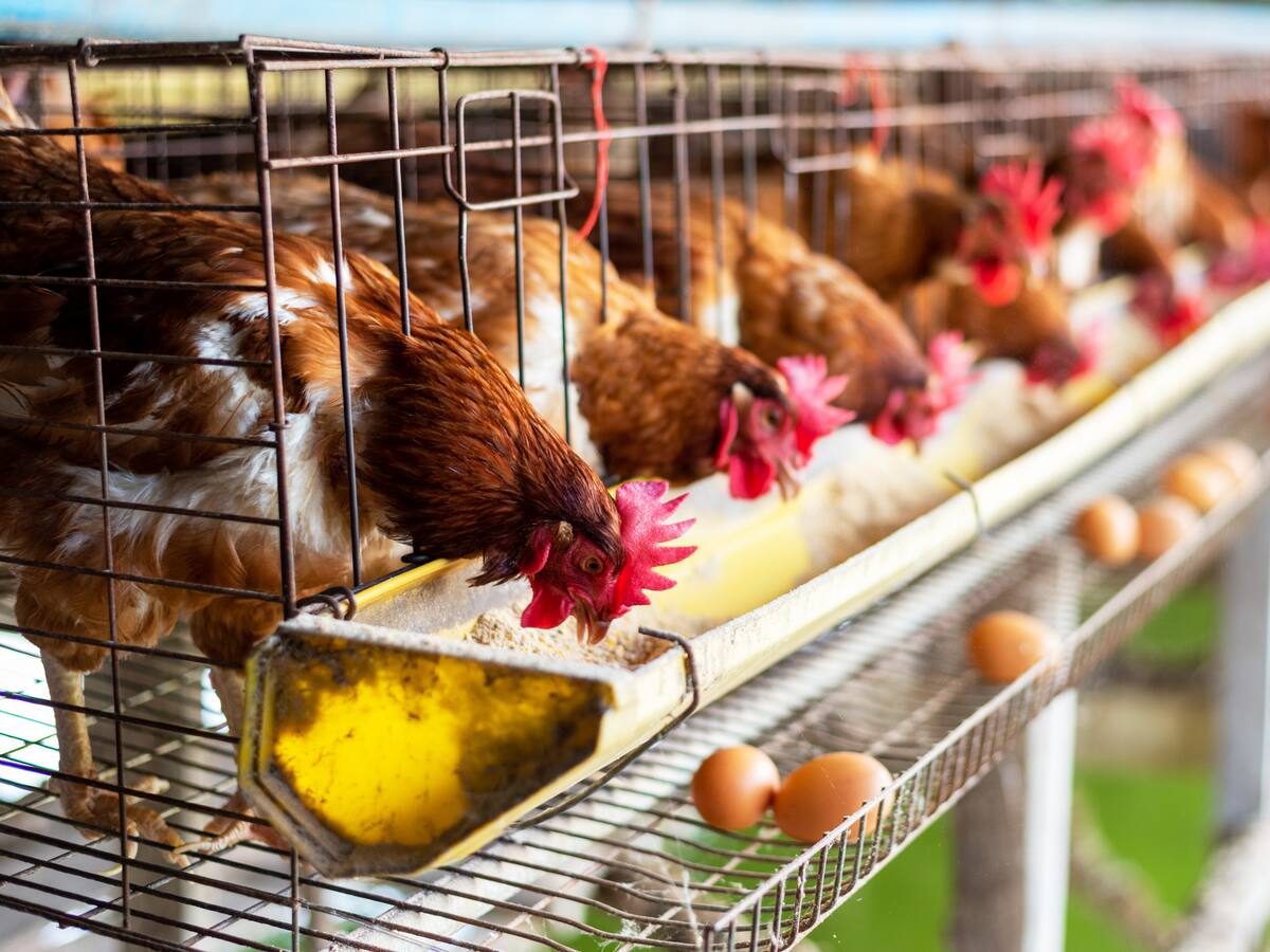 “Nosotros no estamos preocupados”: dueña de granja en EE.UU. ante gripe aviar