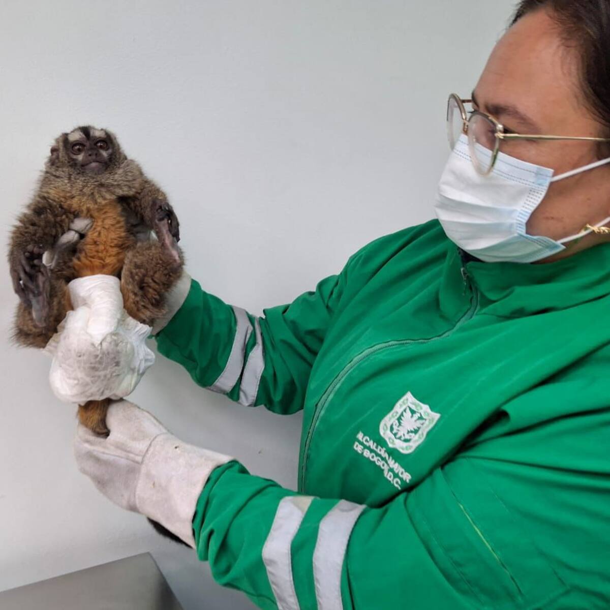 Rescatan a un mono nocturno en el suroccidente de Bogotá