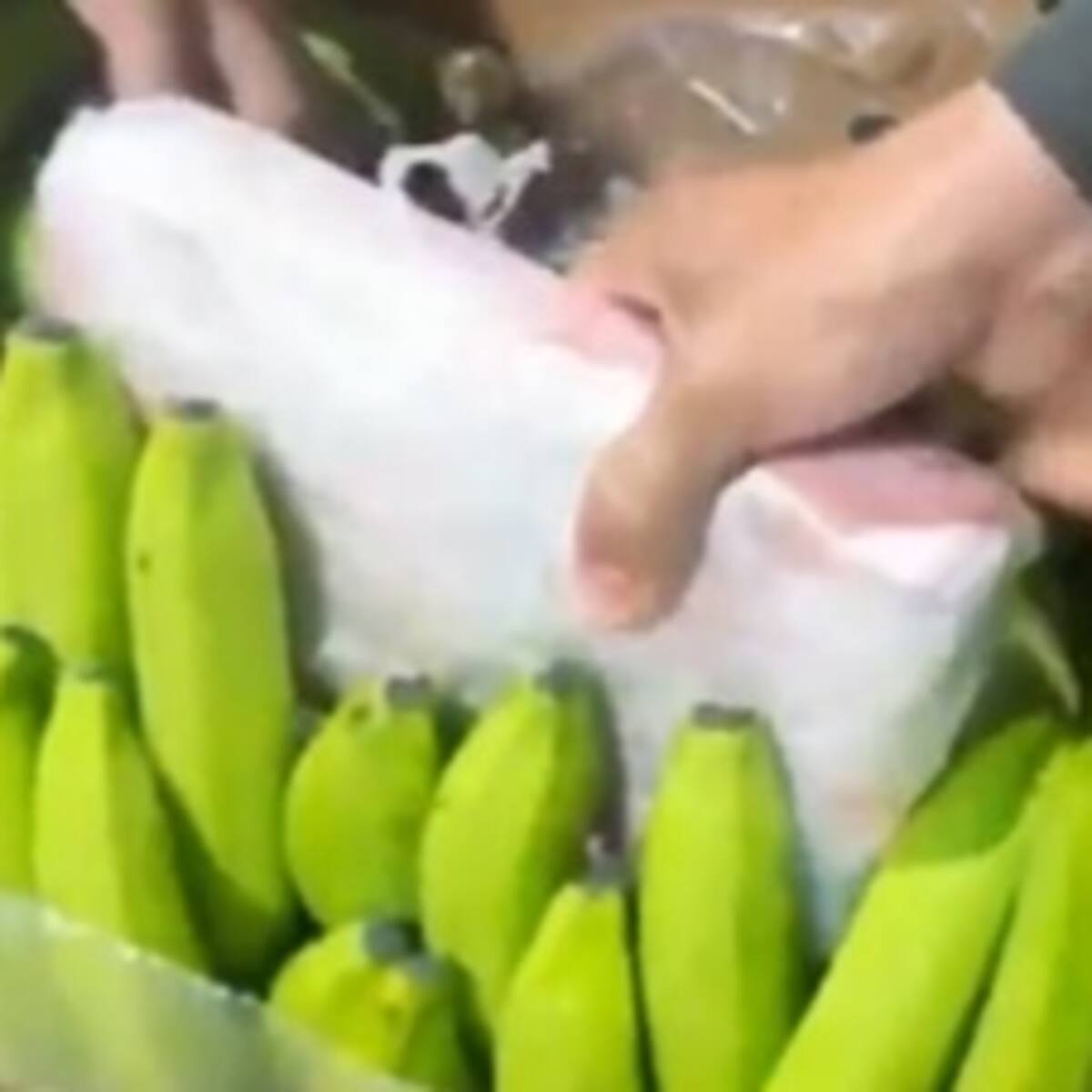Decomisaron 591 kilos de cocaína ocultos en carga de banano en el puerto de Santa Marta