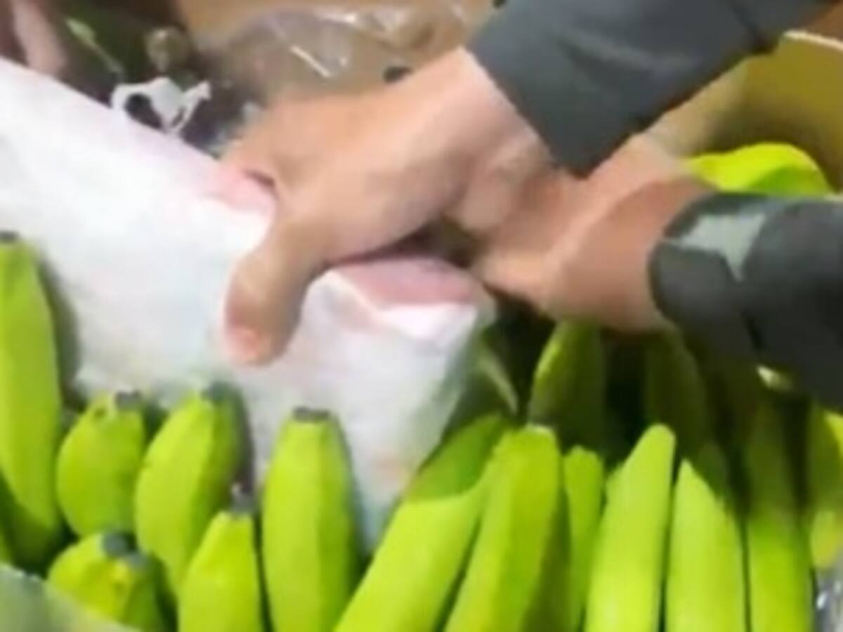 Decomisaron 591 kilos de cocaína ocultos en carga de banano en el puerto de Santa Marta