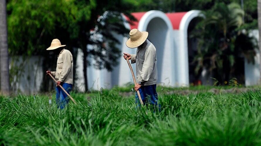 Sector agro. Foto: Colprensa