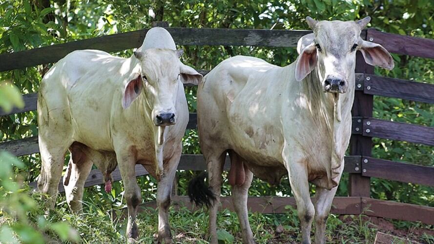 La cartera agropecuaria detalló que las importaciones de carne bovina de Chile de diferentes países, en 2019, sumaron 1.340.873 toneladas valoradas en US$1.061 millones. Foto: Colprensa