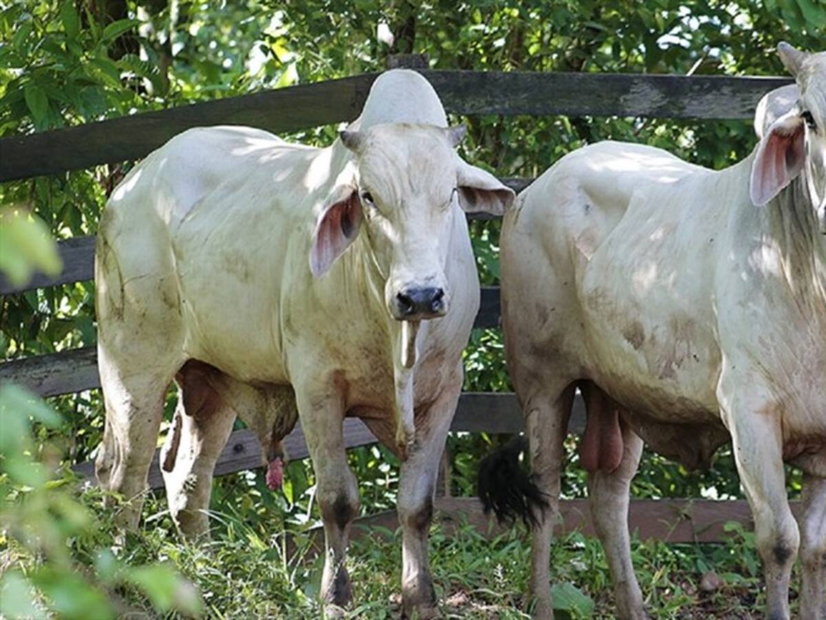 El ICA informó que Colombia logró la reapertura del mercado cárnico bovino con Chile