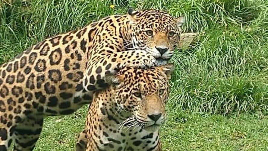 El zoológico está ubicado a 500 metros del parque principal de Tibasosa, municipio ubicado entre Duitama y Sogamoso.. Foto: Zoológico de Guatika