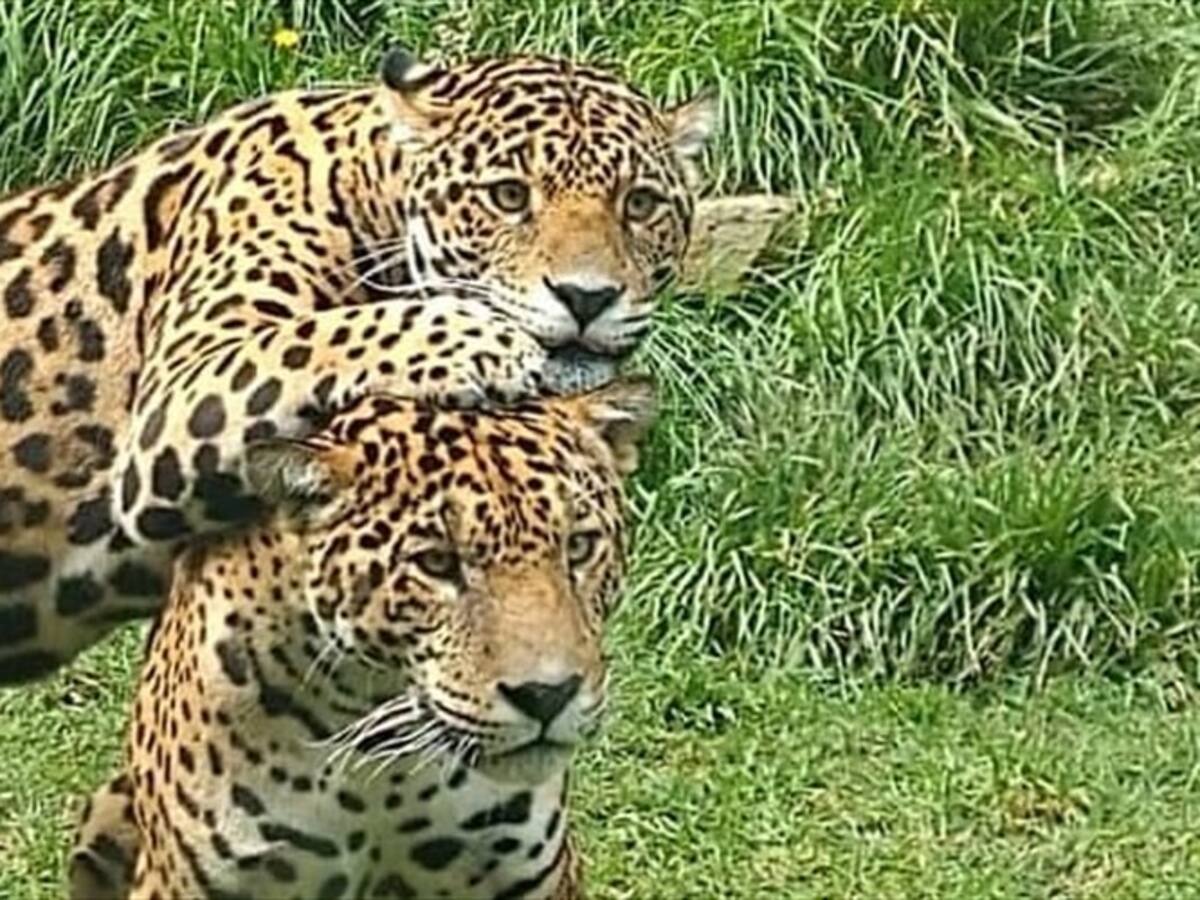 Más de 100 especies de animales del zoológico de Guatika en Boyacá requieren alimentos