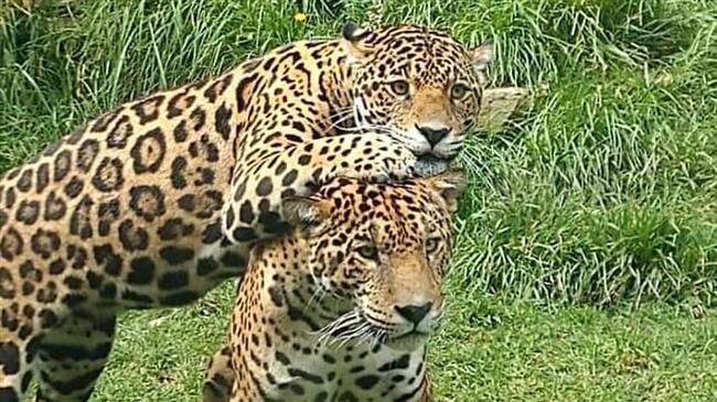 El zoológico está ubicado a 500 metros del parque principal de Tibasosa, municipio ubicado entre Duitama y Sogamoso.. Foto: Zoológico de Guatika