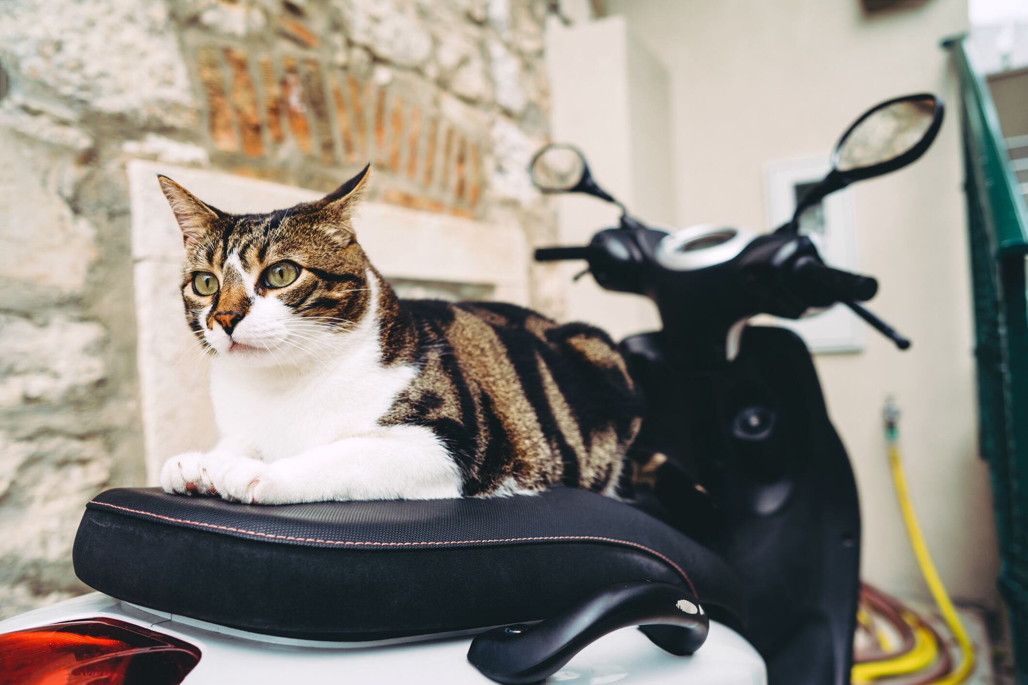 Imagen de referencia de gato en moto. Foto: Getty Images