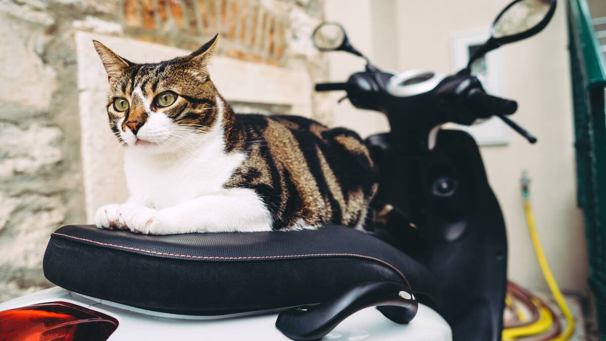 ¿Los gatos pueden ir en la moto? Esto es lo que dice la ley colombiana