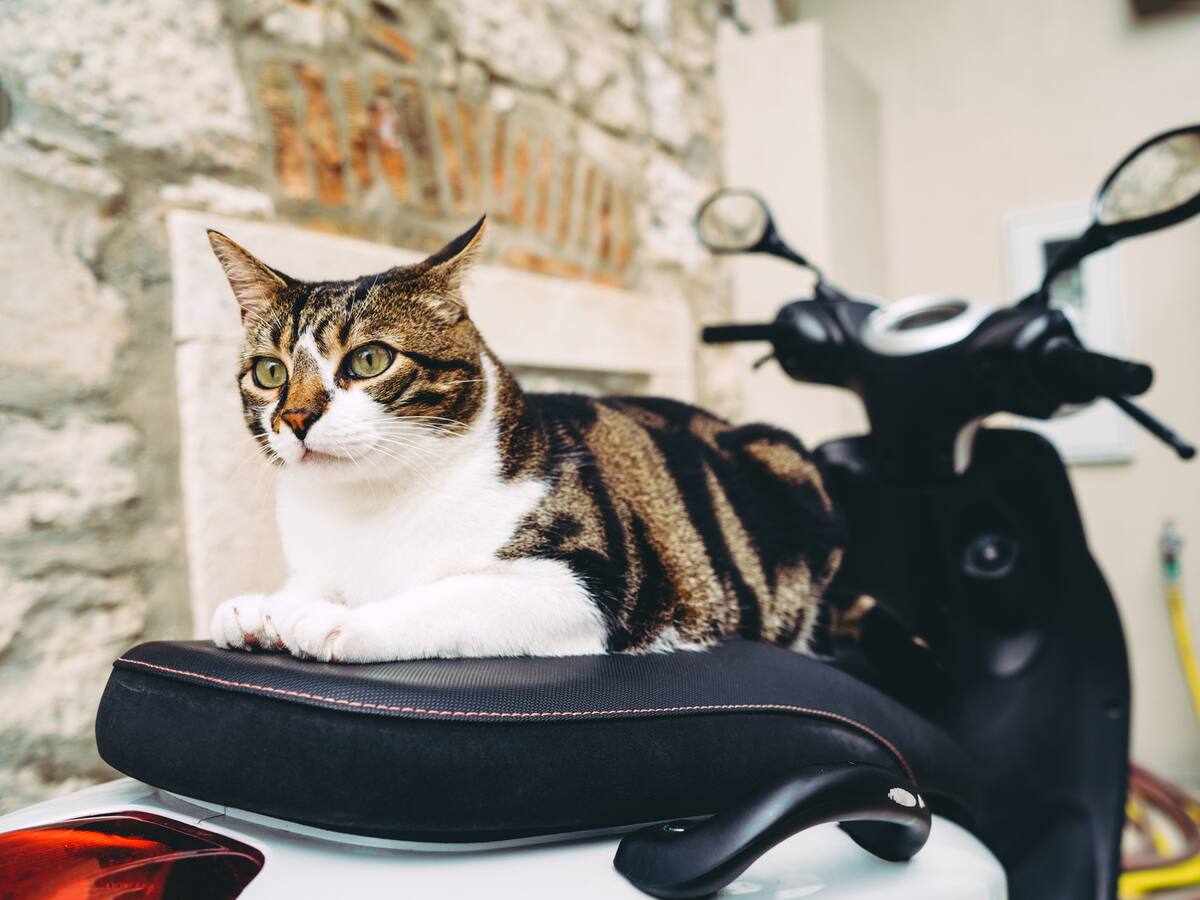 ¿Los gatos pueden ir en la moto? Esto es lo que dice la ley colombiana