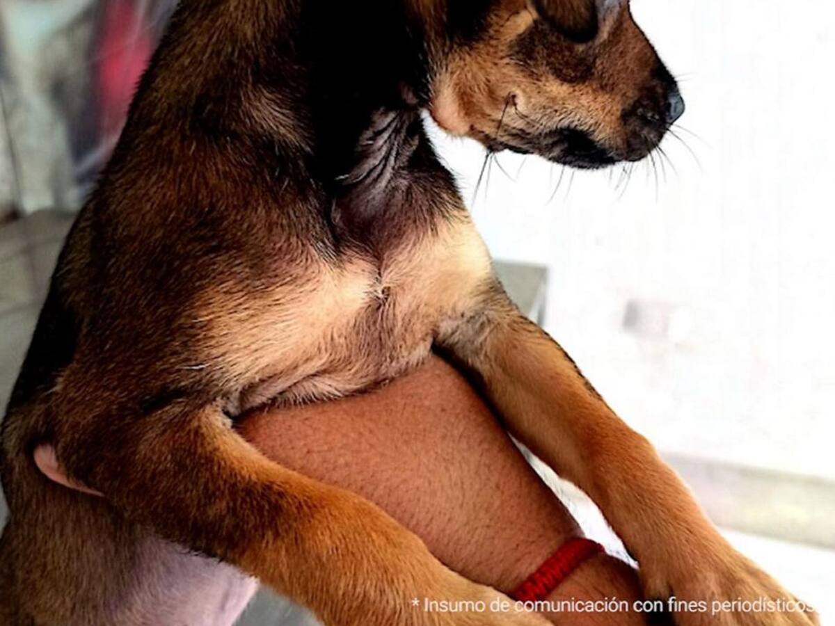 Procesan a dos personas por maltrato animal en Córdoba y Tolima