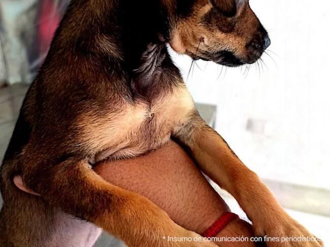 Procesan a dos personas por maltrato animal en Córdoba y Tolima. Foto: Fiscalía.