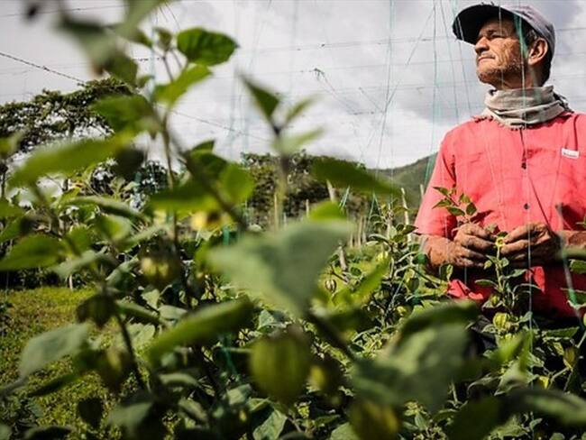 Con aumento de hectáreas sembradas, Gobierno planea ayudar a los productores del país. Foto: Colprensa