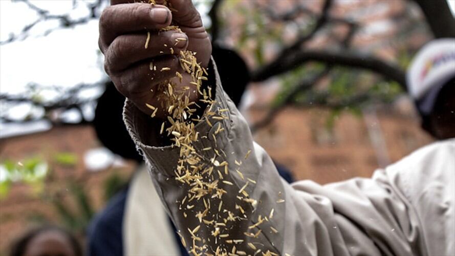 Tras reunión con arroceros del país, el MinAgricultura dio conclusiones del encuentro. Foto: Colprensa