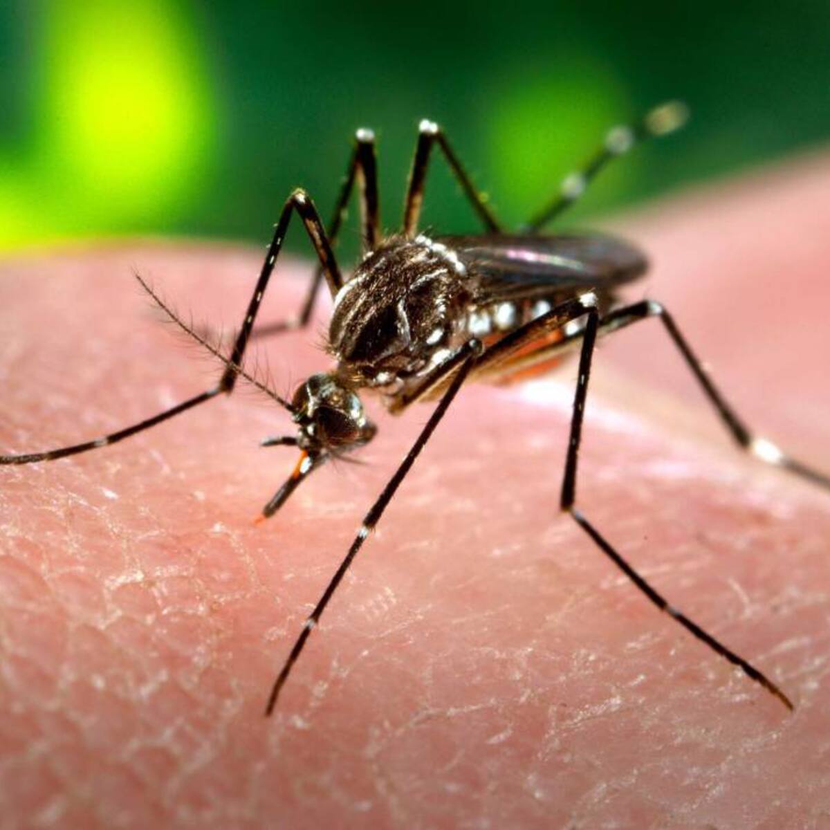 Permanecen las alertas por contagios de dengue en el Atlántico
