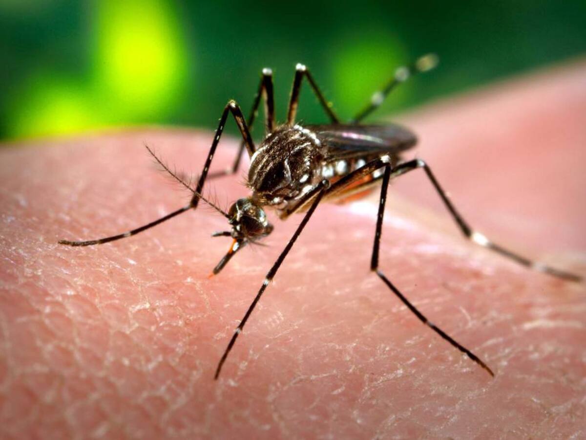 Permanecen las alertas por contagios de dengue en el Atlántico