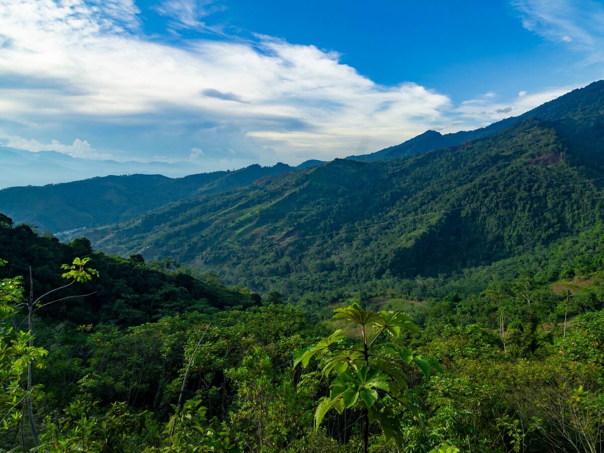 Perú aumentó presupuesto para conservar 1,2 millones de hectáreas de bosques
