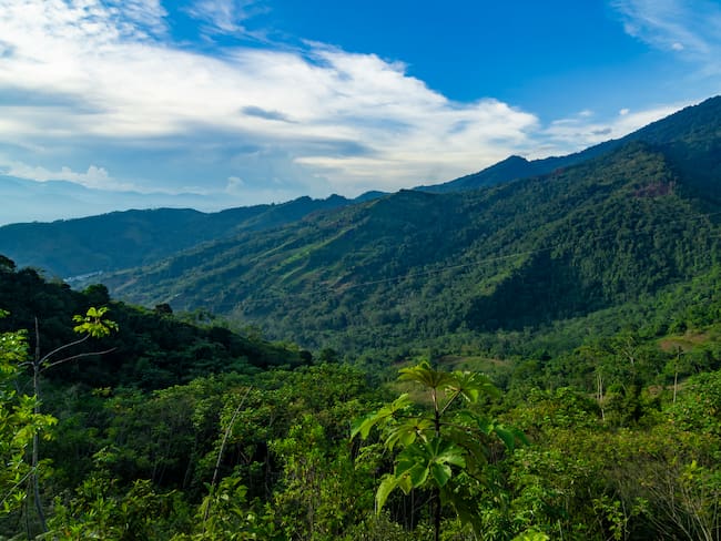 Perú aumentó presupuesto para conservar 1,2 millones de hectáreas de bosques
