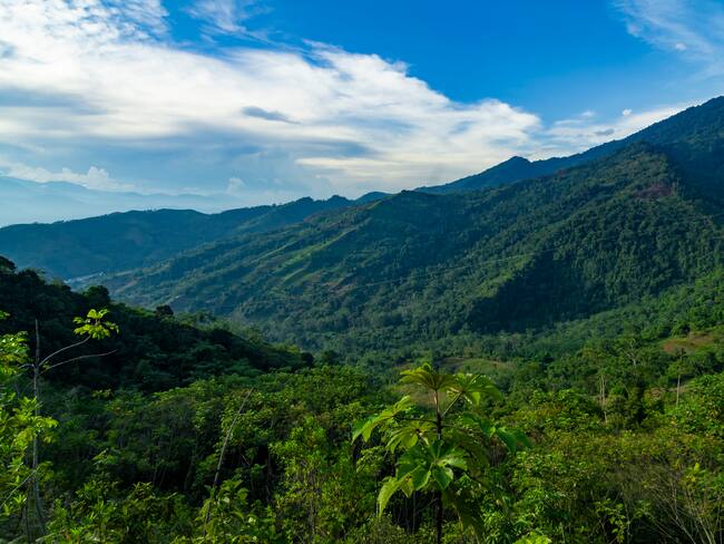 Perú aumentó presupuesto para conservar 1,2 millones de hectáreas de bosques