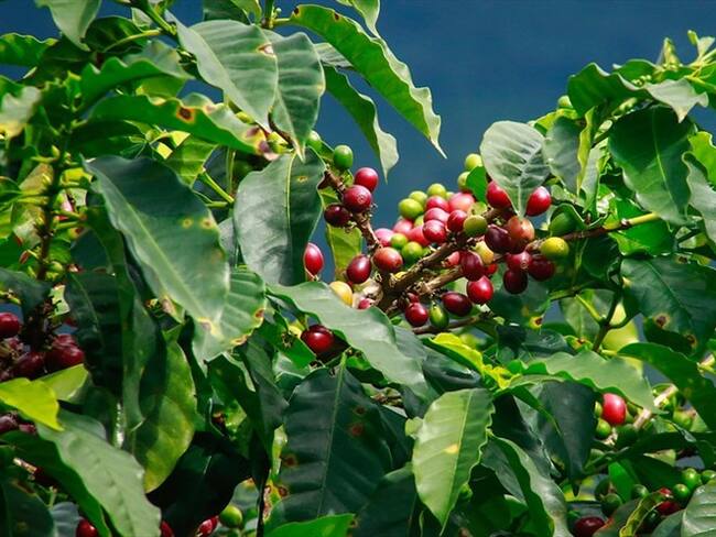 Cafeteros ya disponen de apoyos económicos para hacerle frente al COVID-19. Foto: Colprensa