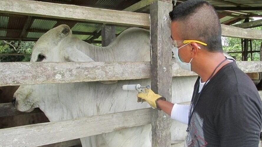 Mercado cárnico entre Rusia y Colombia se cerró tras aparición de nuevos focos de aftosa. Foto: Colprensa