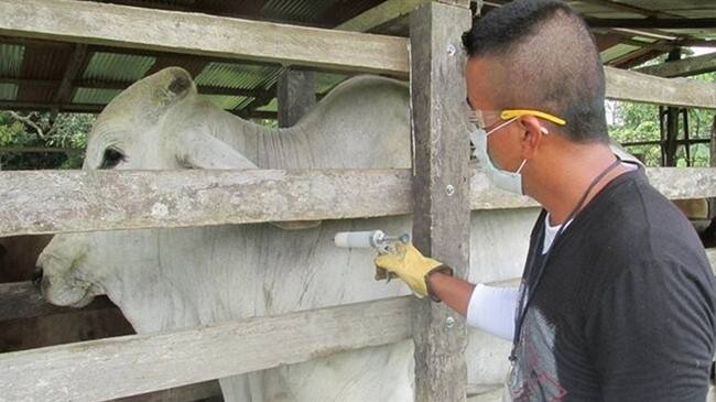 Mercado cárnico entre Rusia y Colombia se cerró tras aparición de nuevos focos de aftosa. Foto: Colprensa