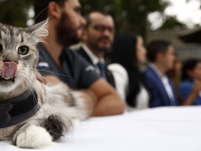 Romeo, el gato colombiano con marcapasos