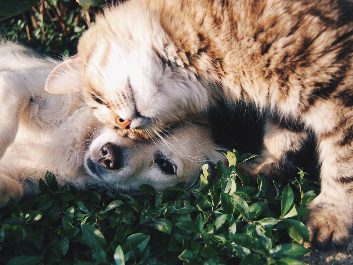 Venta de perros y gatos en tiendas de animales quedan prohibidas en Francia