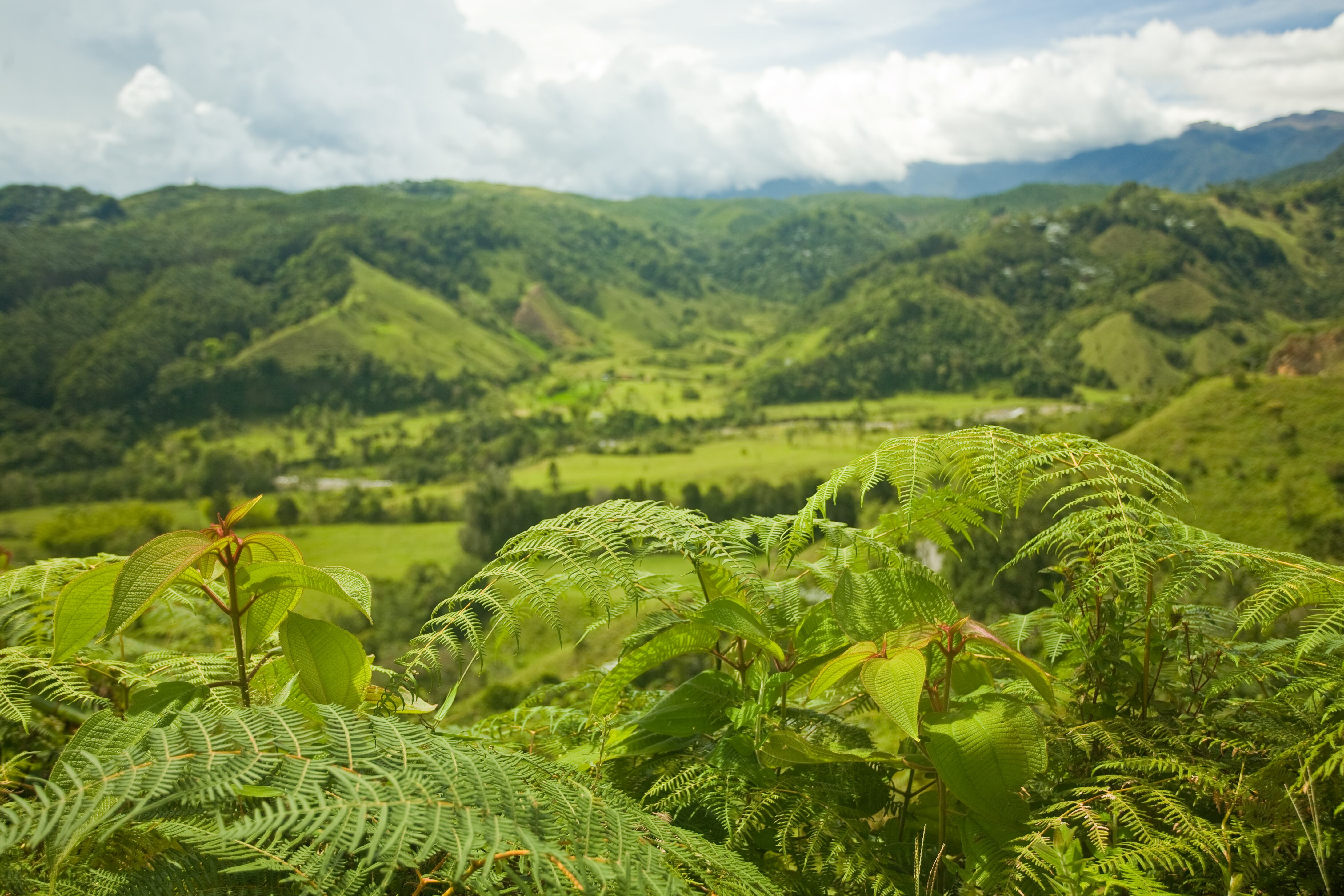 Paisaje del Eje Cafetero, Colombia (Foto: Getty Images)