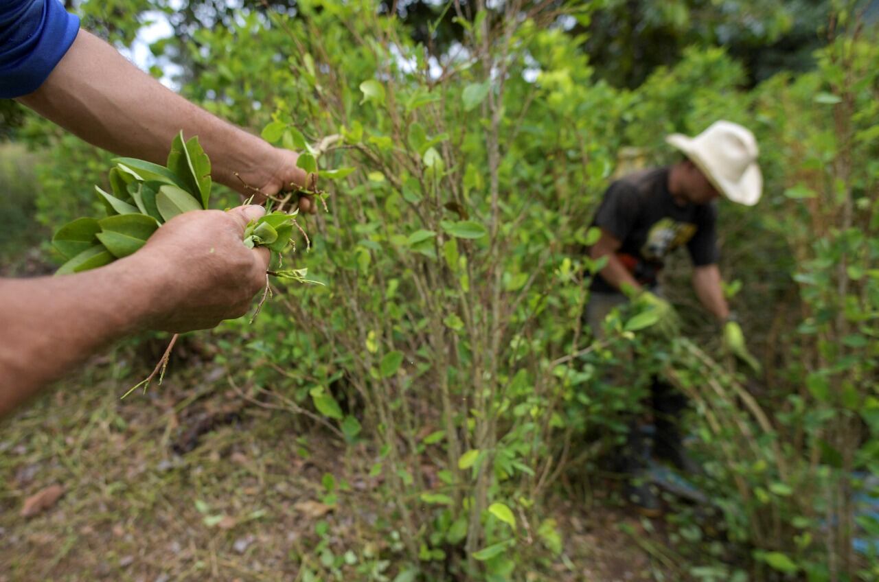 Cultivos de coca en Colombia. Foto: Getty Images