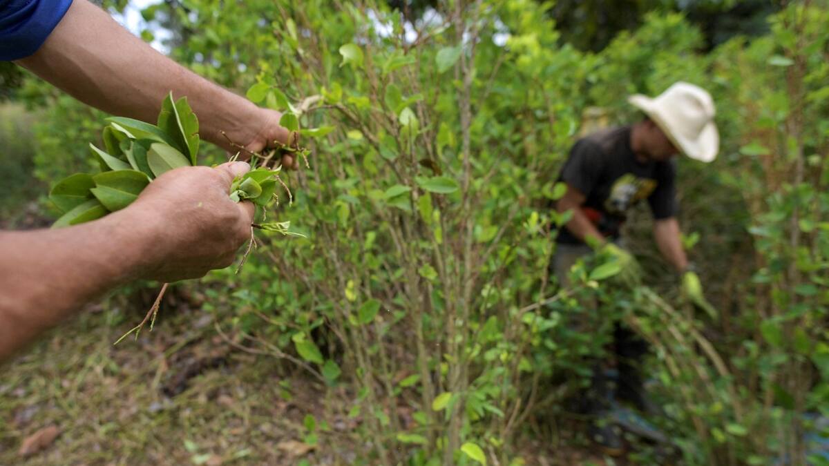 No nos pueden tratar como narcotraficantes: campesinos sobre la asamblea cocalera